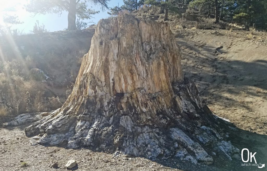 Florissant Fossil Beds National Monument | Big Stump | Ok, Which Way?