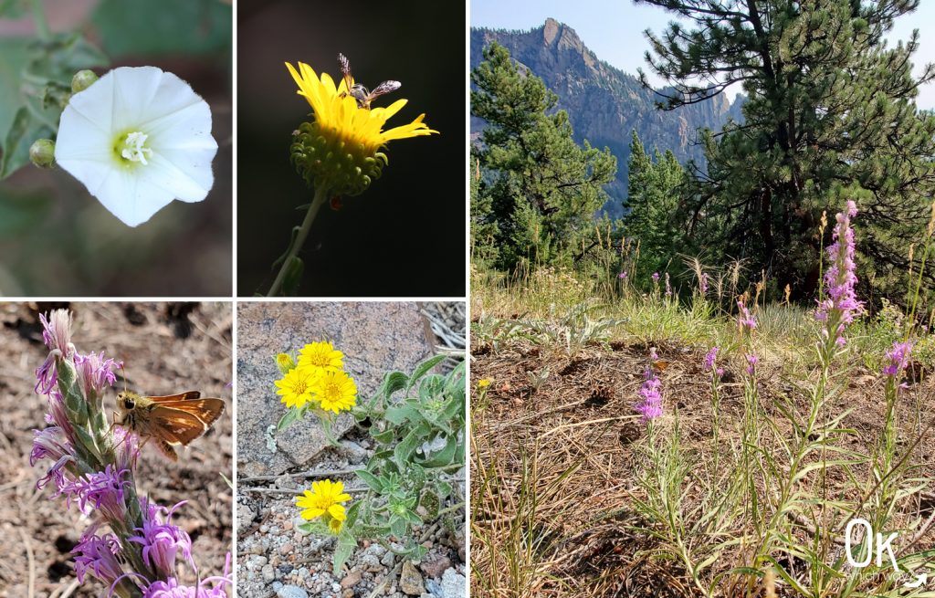 Rattlesnake Gulch at Eldorado State Park, Colorado wildflowers | Ok, Which Way?