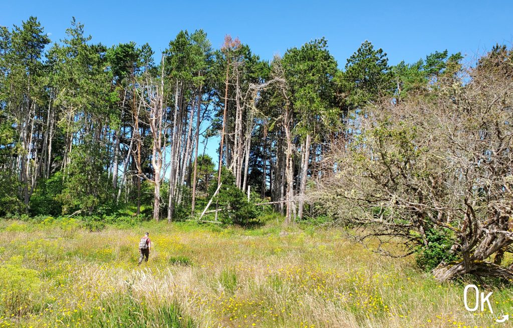 Trail Review: Fort to Sea Trail, Oregon | OK Which Way