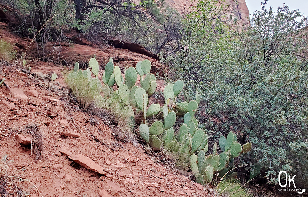 Trail Review: Angels Landing at Zion National Park | OK Which Way