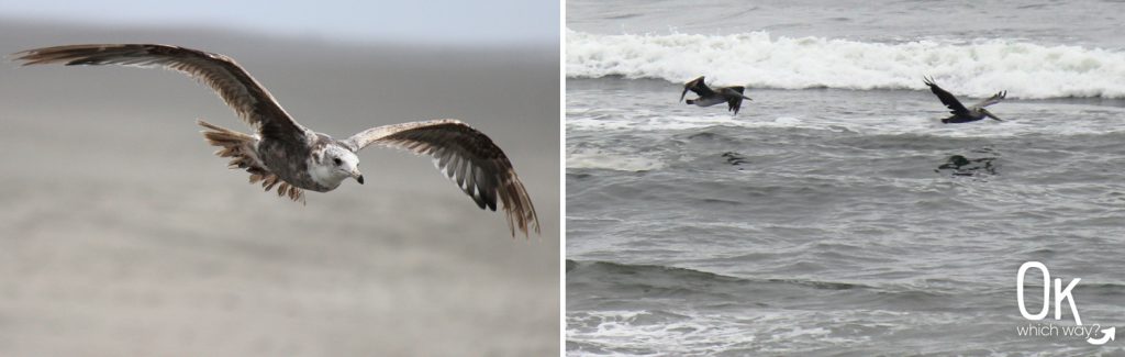 Fort Stevens State Park Pacific Ocean birds | OK Which Way