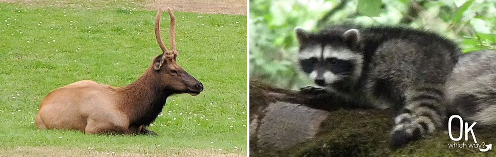 Fort Stevens State Park elk raccoon | Ok Which Way