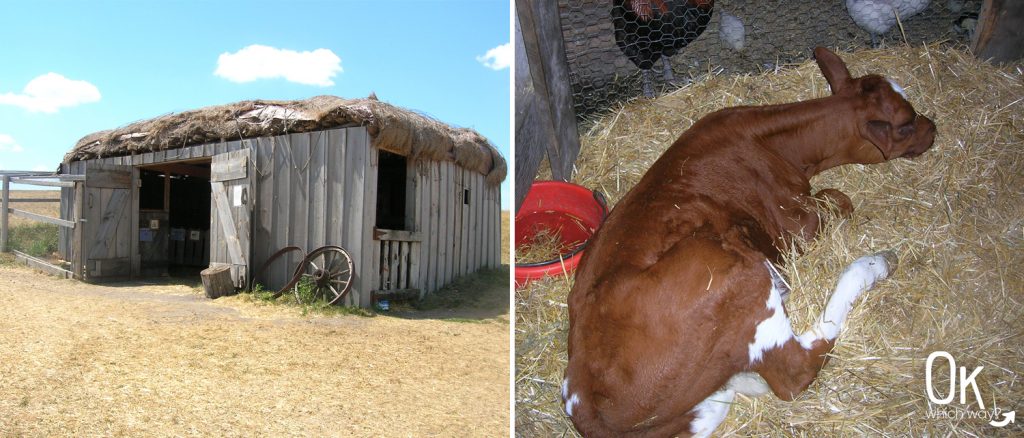 Laura Ingalls Wilder in De Smet - Ingalls Homestead hay roof barn | Ok Which Way