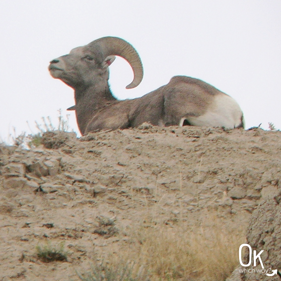 Badlands National Park Bighorn Sheep | OK Which Way