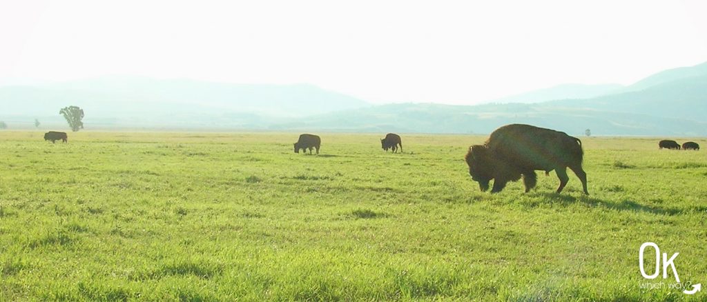 Grand Teton National Park Bison | OK, Which Way?