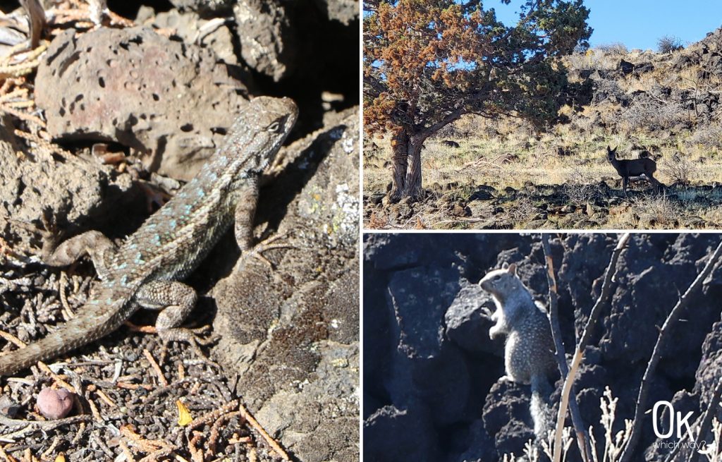 Exploring Lava Beds National Monument wildlife | OK Which Way