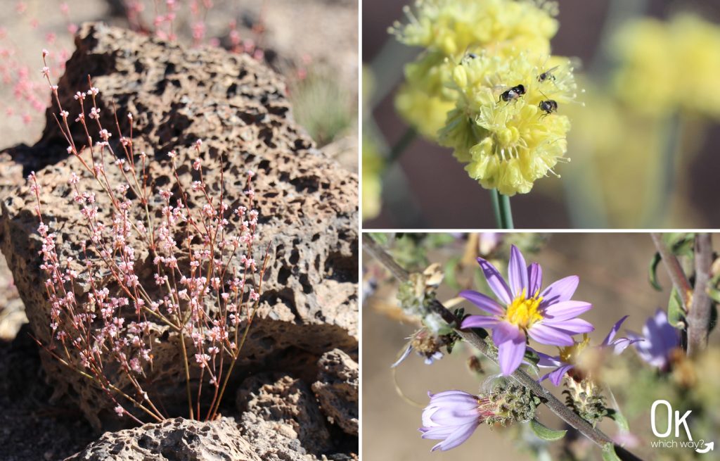 Exploring Lava Beds National Monument wildflowers | OK Which Way