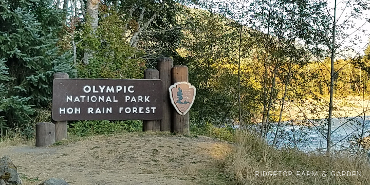 Running a half marathon at Olympic National Park | Hoh Rainforest | OK Which Way