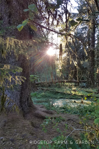 Running a half marathon at Olympic National Park | OK Which Way