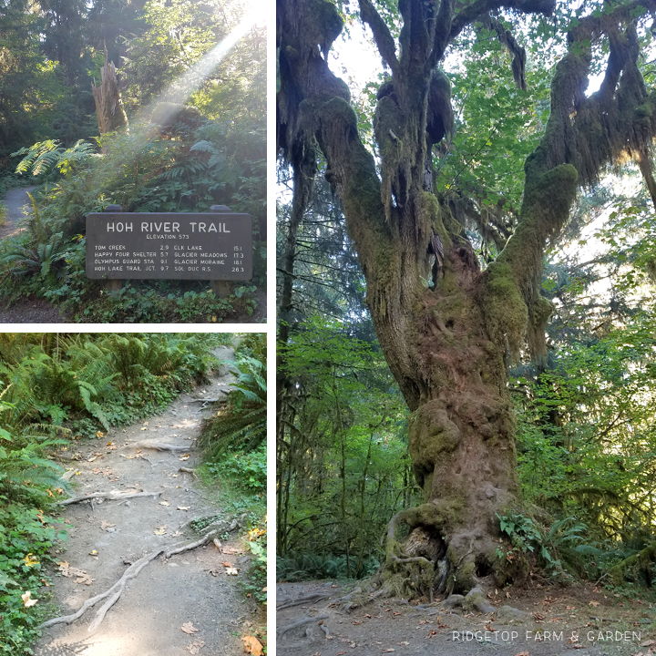 Running a half marathon at Olympic National Park | Hoh River Trail | OK Which Way
