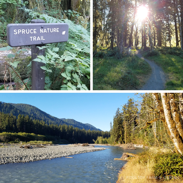 Running a half marathon at Olympic National Park | Spruce Nature Trail | OK Which Way