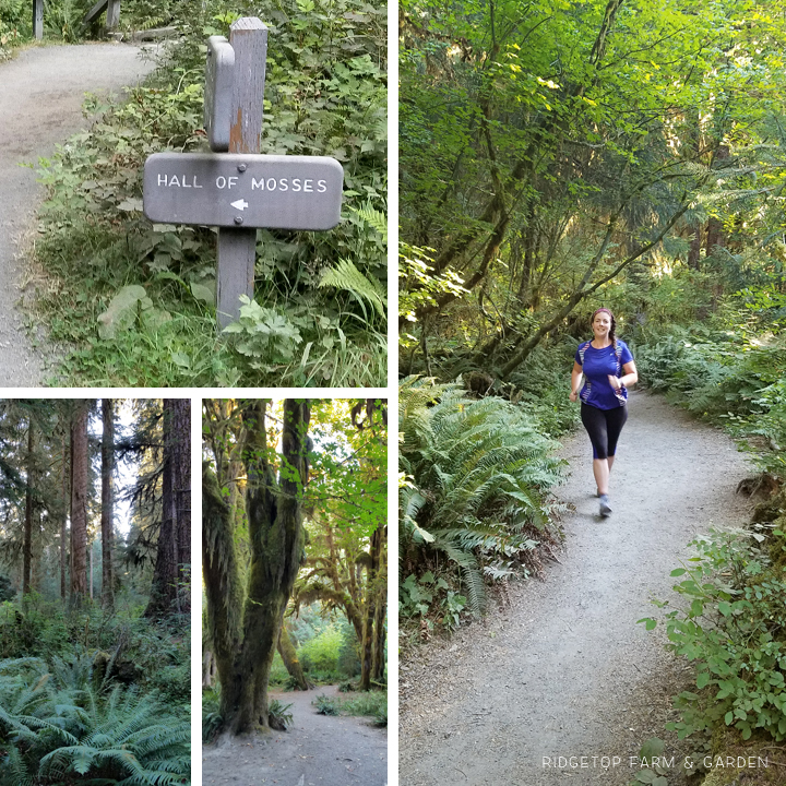 Running a half marathon at Olympic National Park | Hall of Mosses | OK Which Way