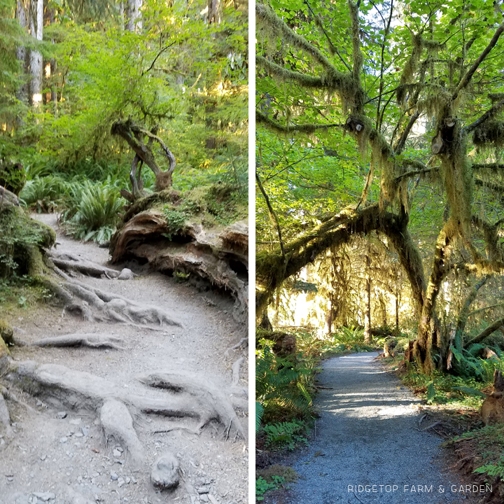 Running a half marathon at Olympic National Park | OK Which Way