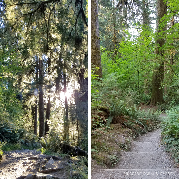 Running a half marathon at Olympic National Park | OK Which Way