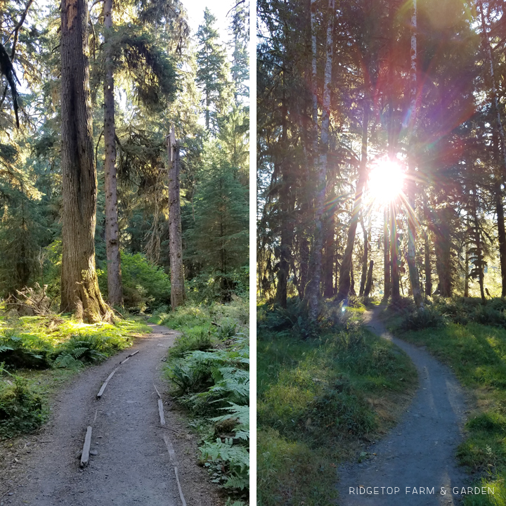 Olympic National Park Washington | OK Which Way