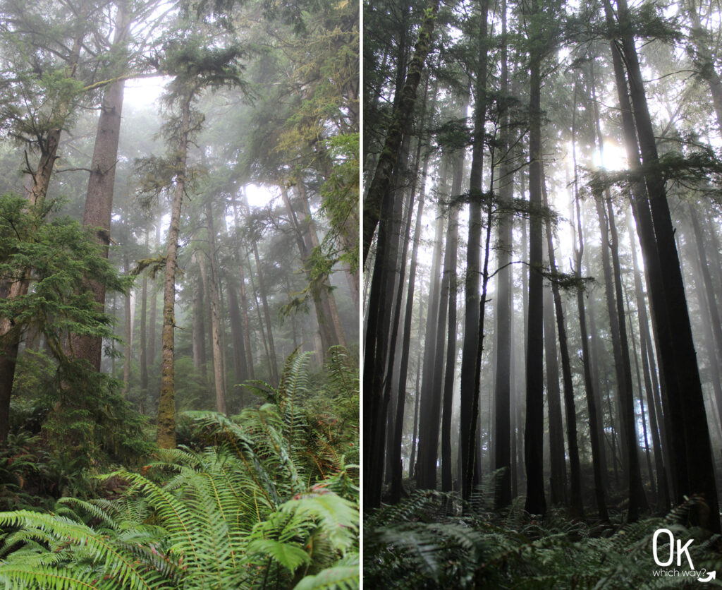 Clatsop Loop Trail Review | Pacific Northwest | Ok Which Way