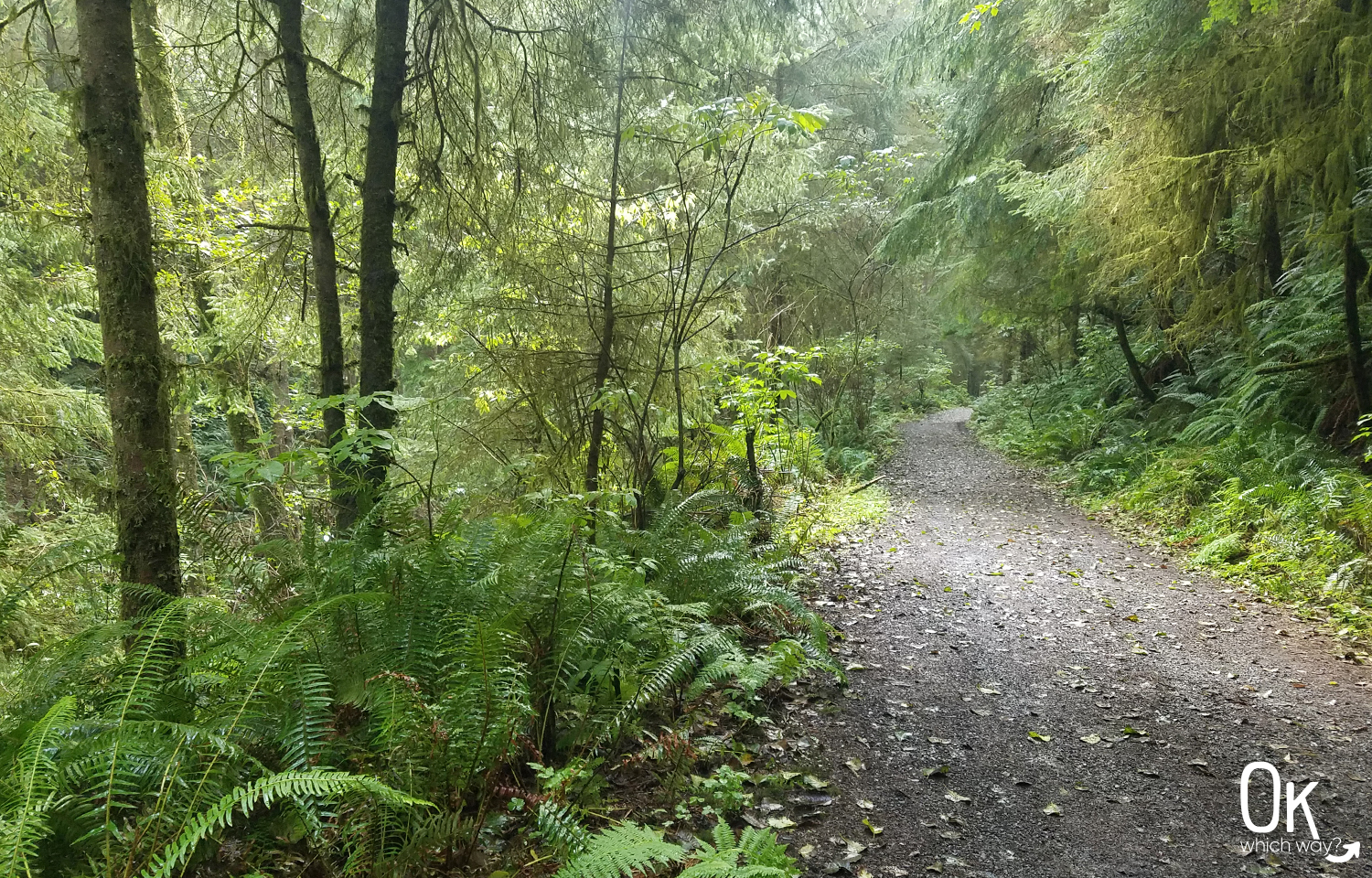 Clatsop Loop Trail Review - Ok, Which Way?