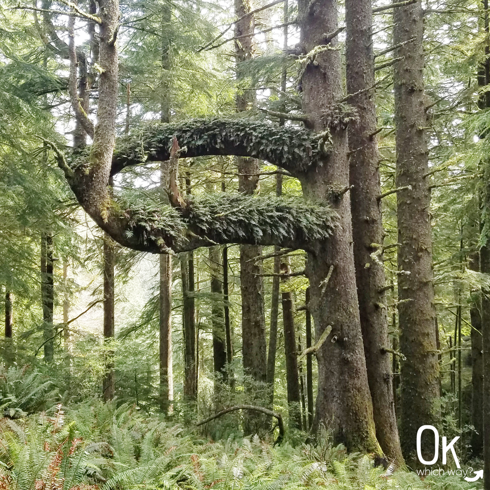 Clatsop Loop Trail Review | Sitka Spruce | Ok Which Way