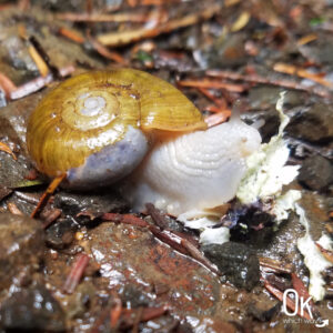 Clatsop Loop Trail Review | Snail | Ok Which Way