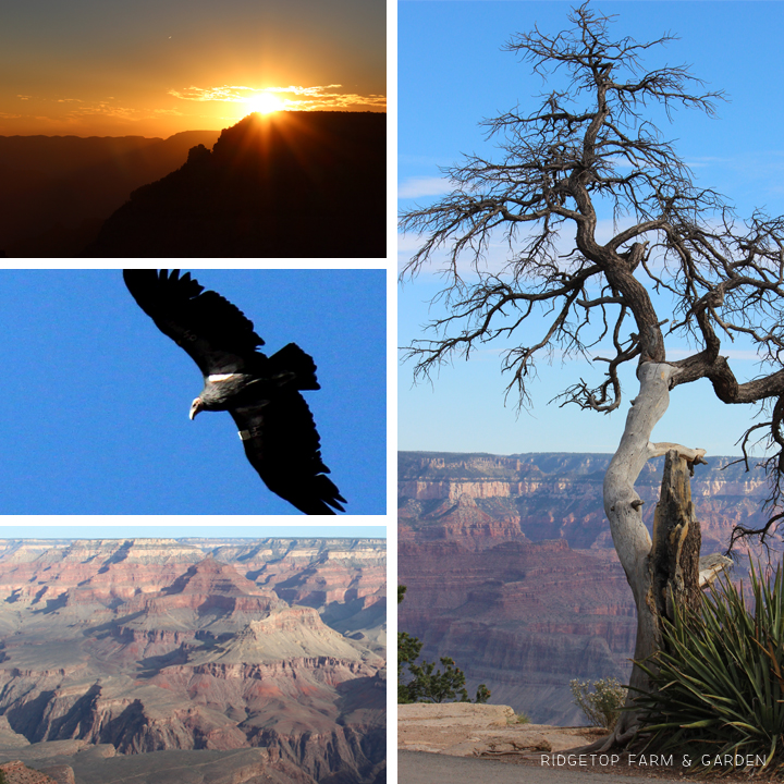 Oregon to Grand Canyon Road Trip | OK, Which Way?