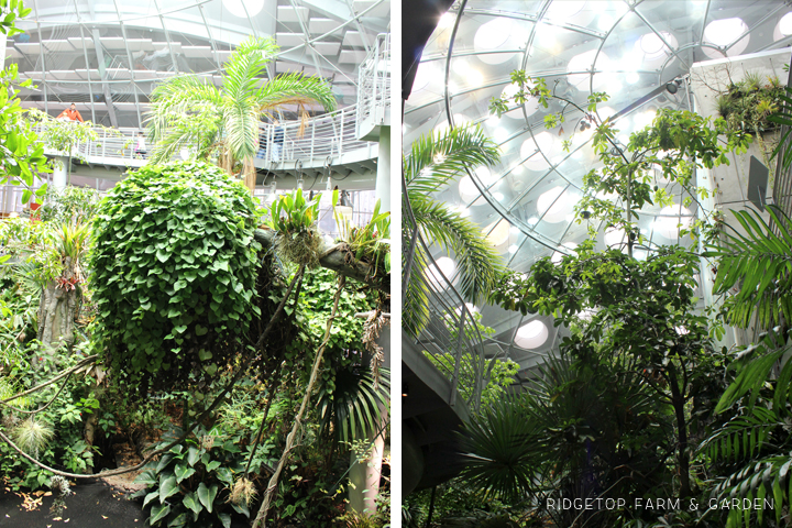 California Academy of Science rainforest dome San Francisco