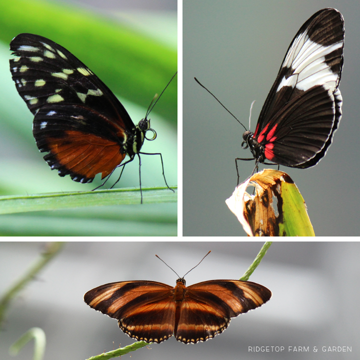 Doris longwing | Banded orange heliconian