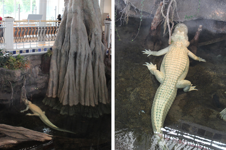California Academy of Sciences Claude albino alligator