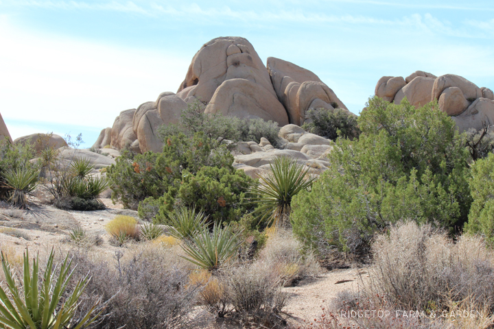 Exploring Joshua Tree National Park granite rock formations | OK, Which Way?