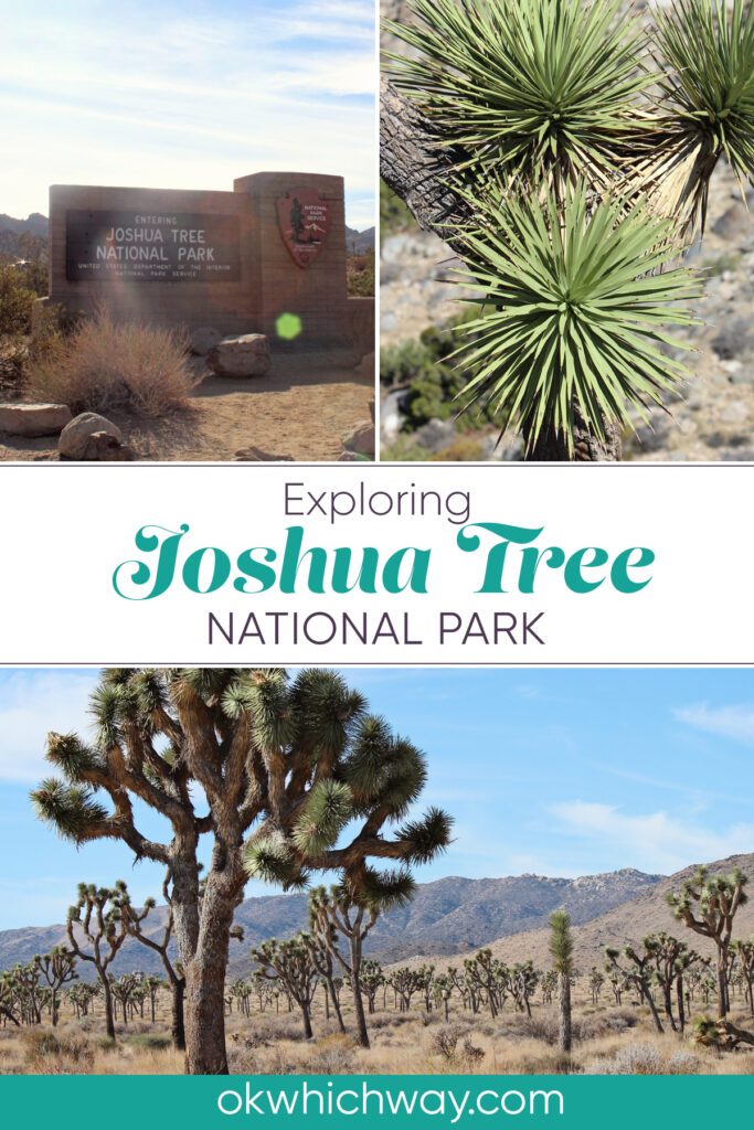 Exploring Joshua Tree National Park | Road Trip | Cactus, road runner, granite rock formations | OK, Which Way?