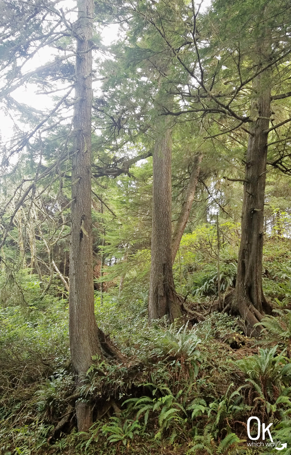 Cape Meares Beach Trail Review | OK, Which Way?