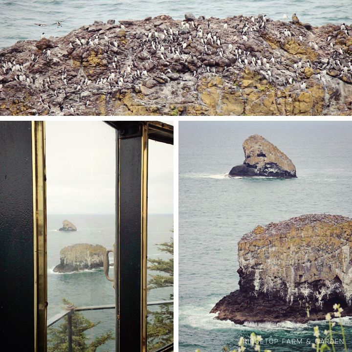 Cape Meares State Scenic Viewpoint bird watching pillar rock pyramid rock | Ok Which Way