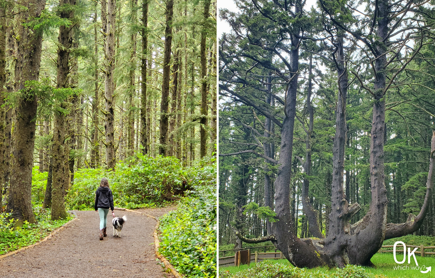 Cape Meares State Scenic Viewpoint octopus tree hike | Ok Which Way