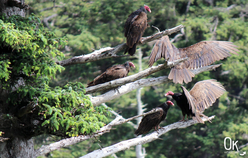 Cape Meares State Scenic Viewpoint vultures | Ok Which Way