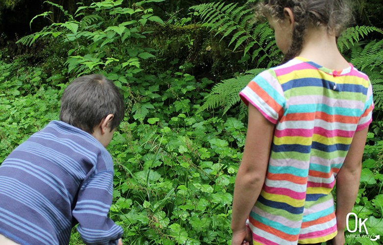 Trail Review: Munson Creek Falls in Oregon | OK Which Way