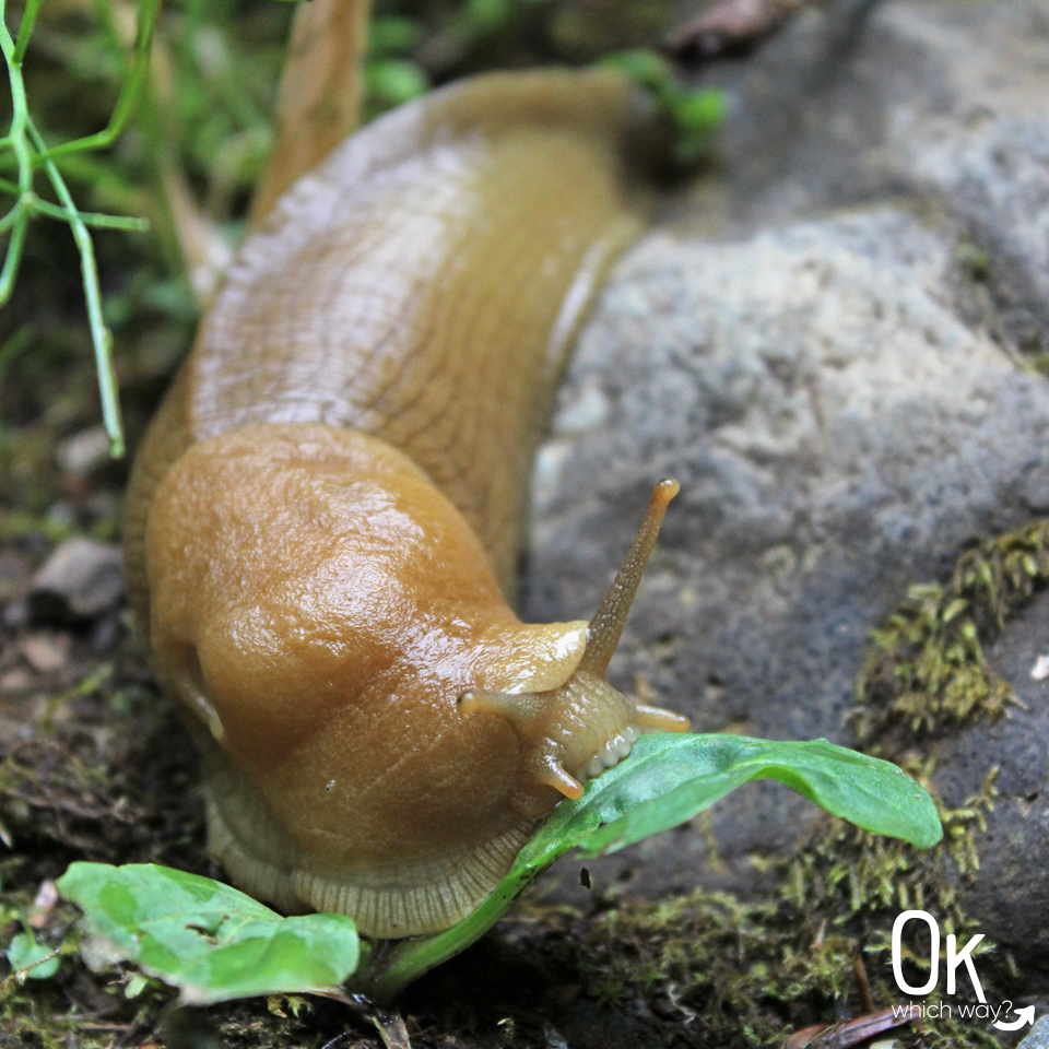 Munson Creek Falls in Oregon State Park Banana Slug | OK Which Way