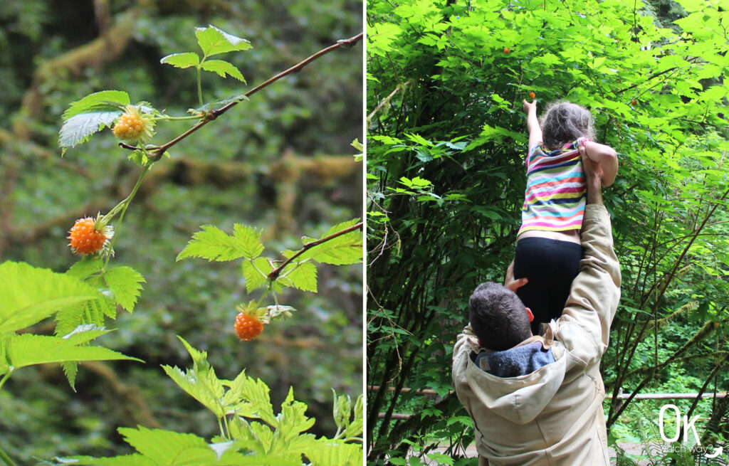 Munson Creek Falls in Oregon Salmon berries | OK Which Way