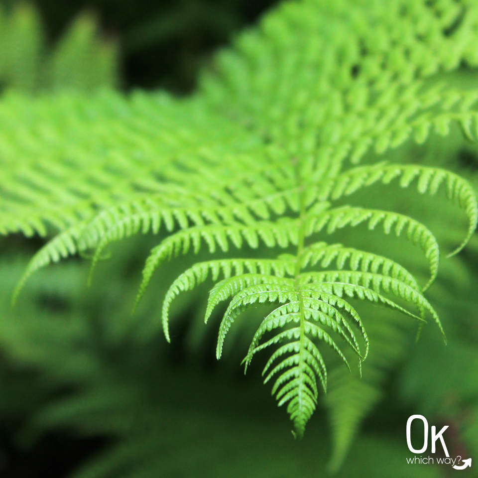 Munson Creek Falls in Oregon Sword Fern | OK Which Way