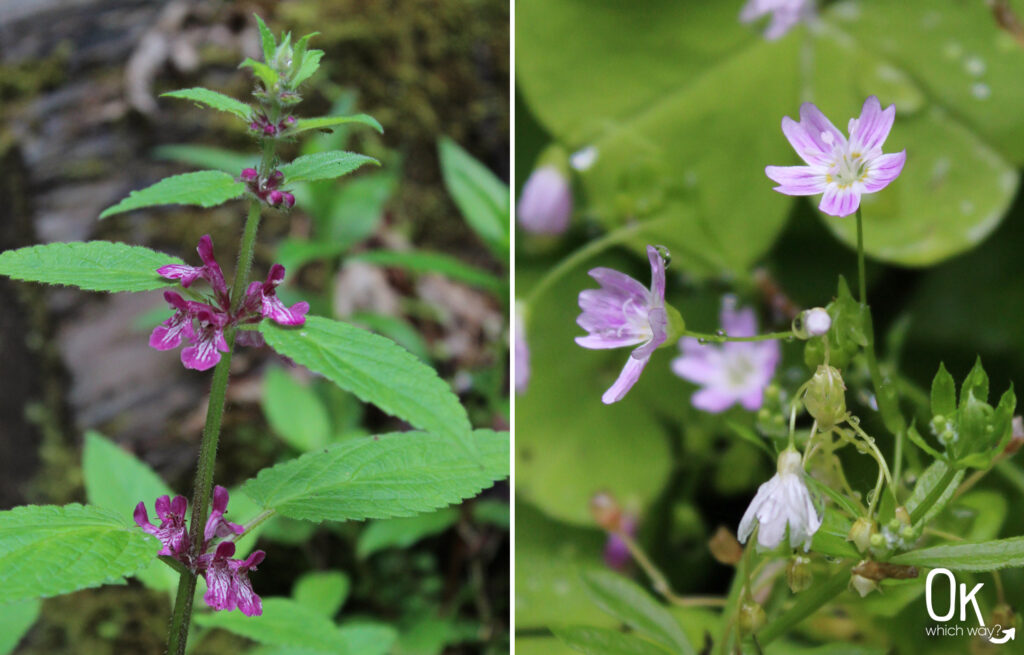 Munson Creek Falls in Oregon spring flowers | OK Which Way