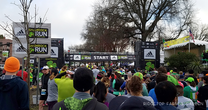 Shamrock Run Portland 15K Race Recap start line | OK Which Way