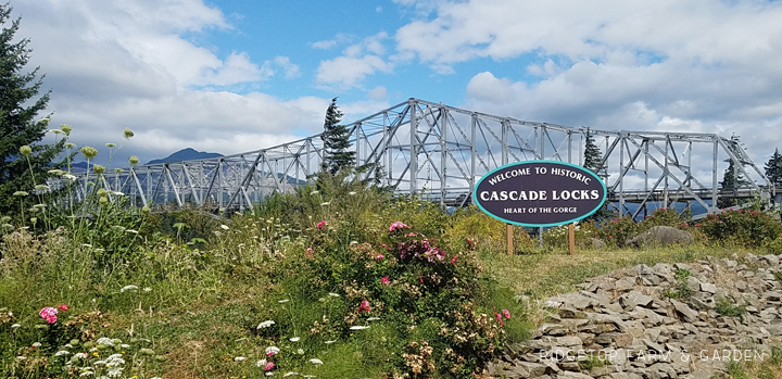 Bridge of the Gods Half Marathon Race Recap | Cascade Locks Oregon | OK Which Way
