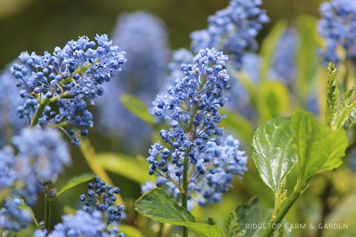 Hoyt Arboretum in Portland Oregon |  Blue Blossom | OK Which Way