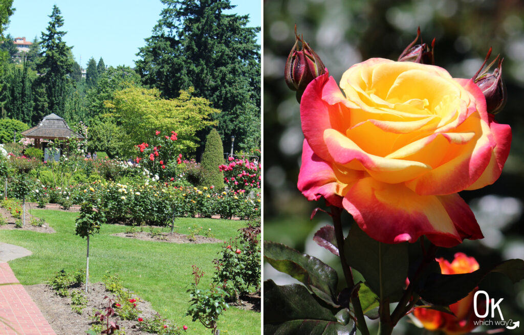 Portland Rose Garden | OK Which Way