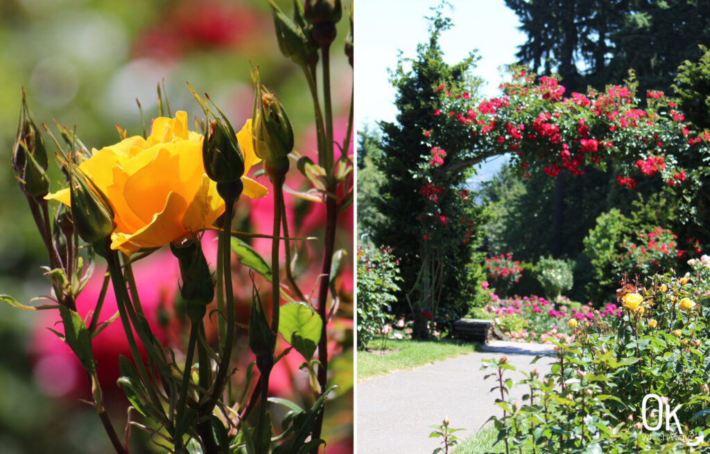 Portland Rose Garden | OK Which Way