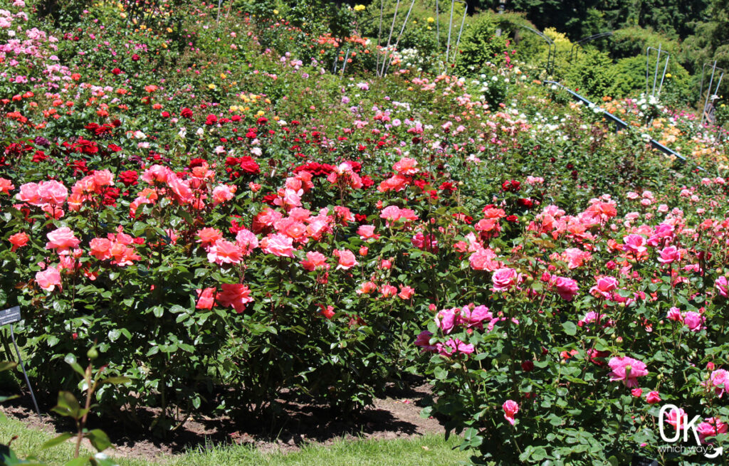 International Rose Test Garden in Portland | OK Which Way