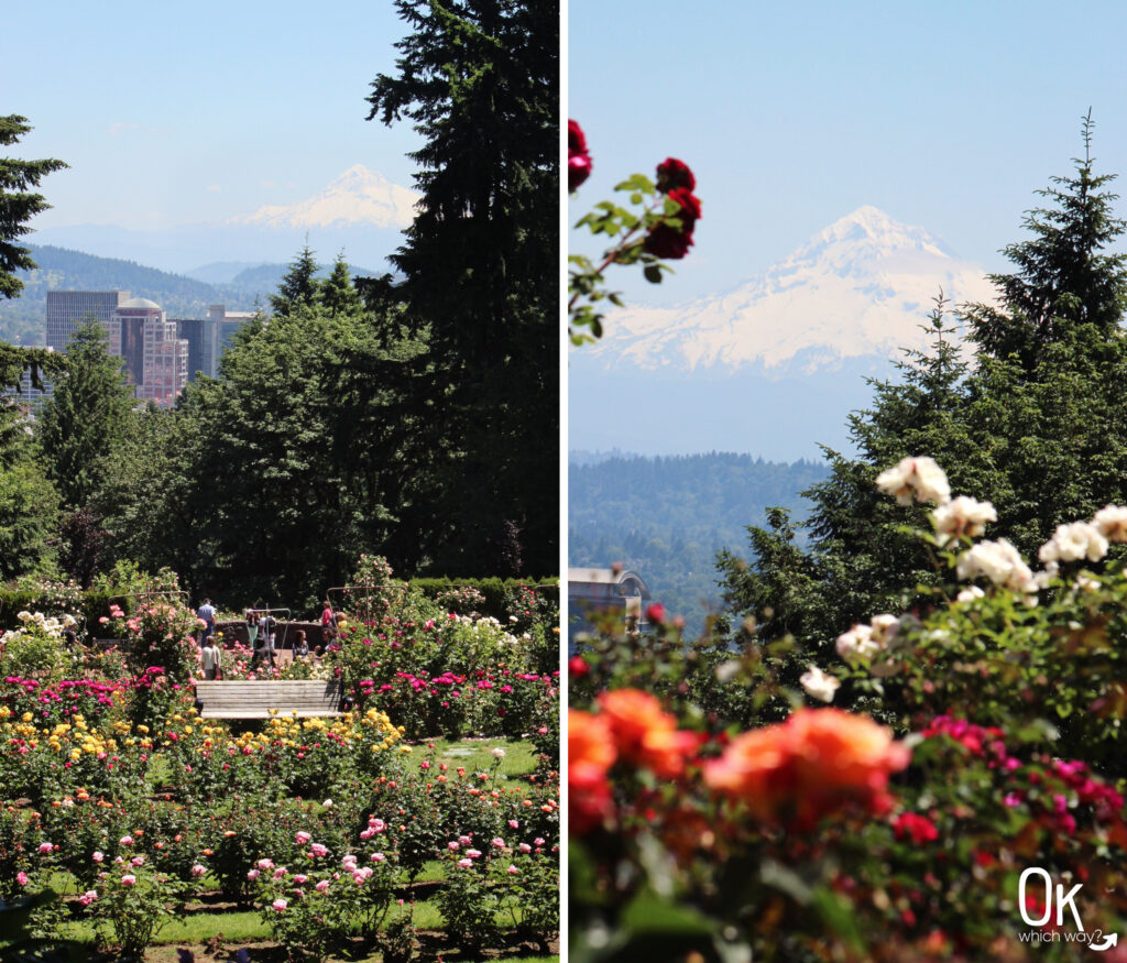 International Rose Test Garden in Portland | Mount Hood | OK Which Way