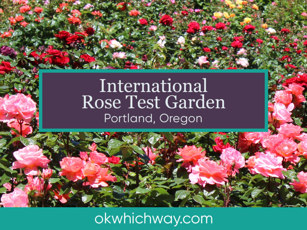 International Rose Test Garden in Portland | OK Which Way
