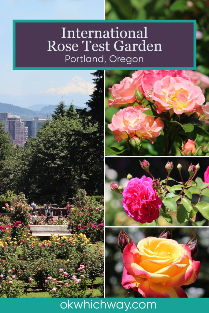 Visiting the International Rose Test Garden | Portland Rose Garden | Oregon | OK Which Way