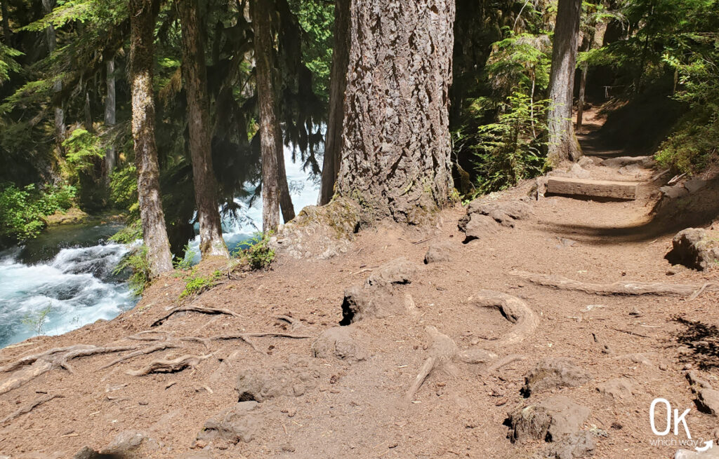 Waterfalls Loop Trail at Sahalie Falls | OK Which Way