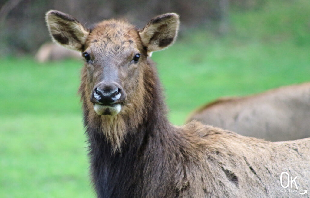 Roosevelt Elk near Arizona Beach State Recreation Site in Oregon | OK Which Way