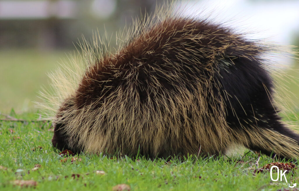 Cape Arago State Park porcupine | OK Which Way